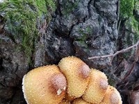 가을에 이런 버섯이 나요?